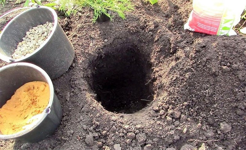 preparación de un pozo de plantación para una rosa