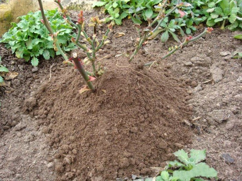 aporcar una plántula después de plantar