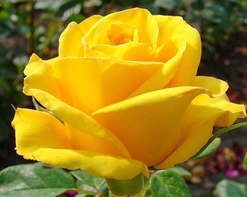 el híbrido de té rosa kerio está en flor