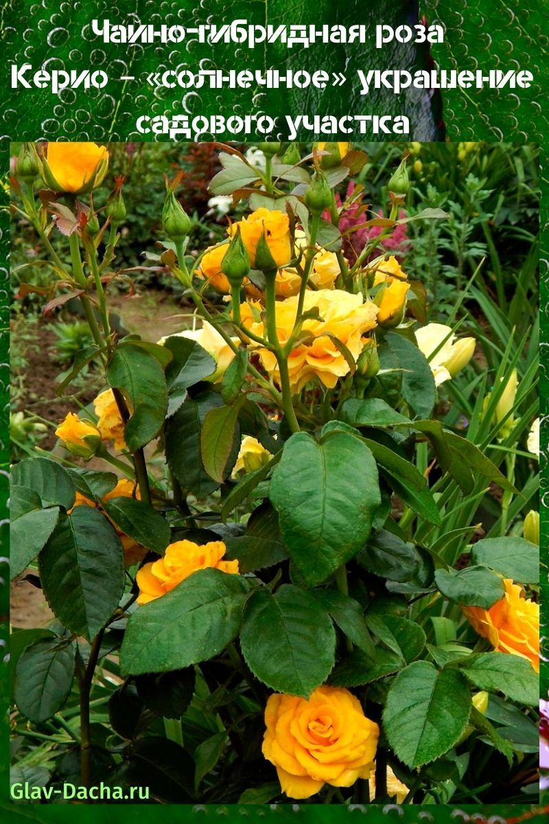 kerio de rosa de té híbrido