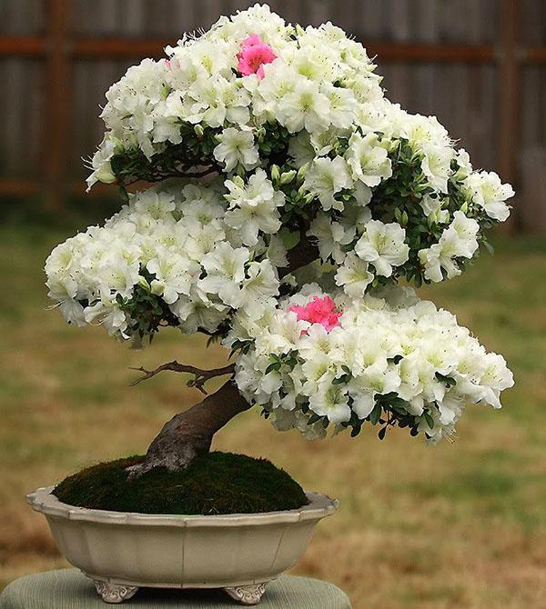 Azalea blanca