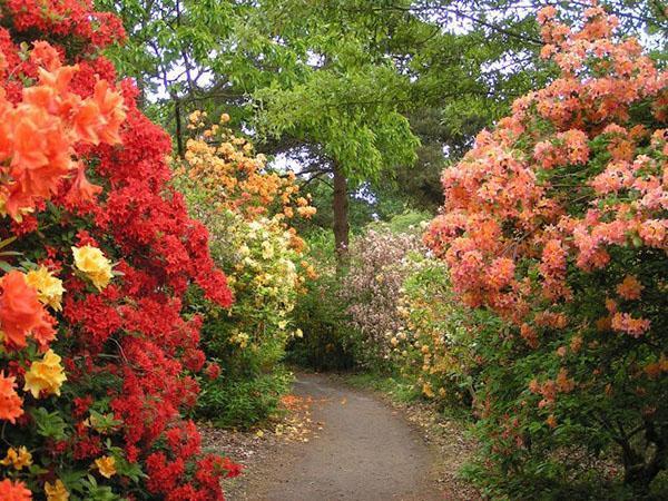 Floración abundante de azaleas en el jardín.