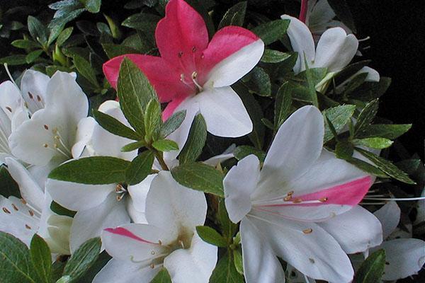 Las hojas de azalea contienen sustancias tóxicas.