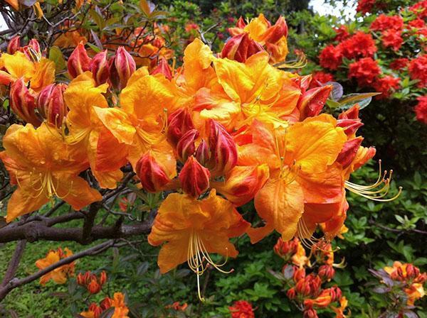 En condiciones de calor extremo, las hojas de rododendro evaporan toxinas y aceites esenciales.