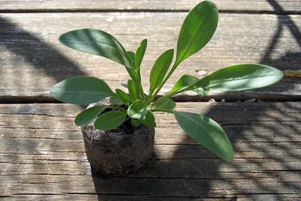 la plante est prête à planter