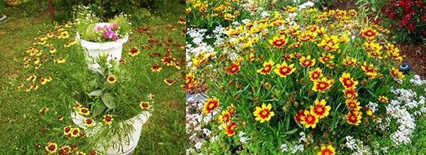 coreopsis anual
