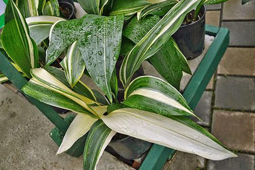 Aspidistra aime la douche