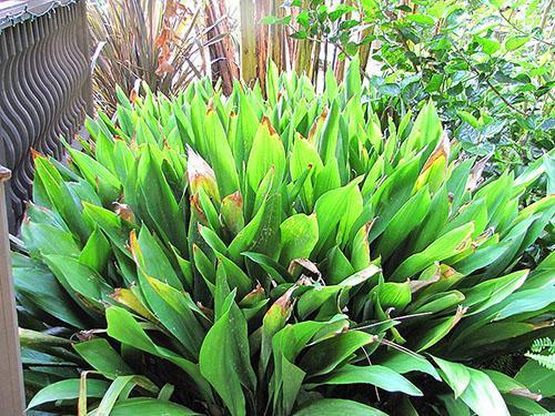 Aspidistra peut tomber malade en raison de la mauvaise qualité de l'eau