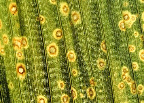 Anthactose des feuilles d'aspidistra