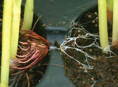 Fusarium sur feuilles d'aspidistra