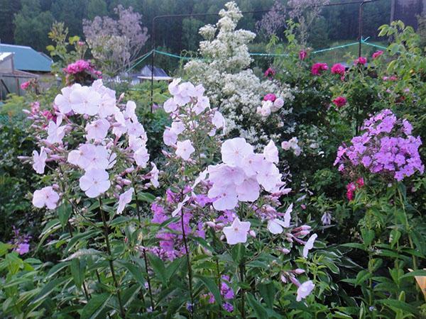 phlox en el jardín