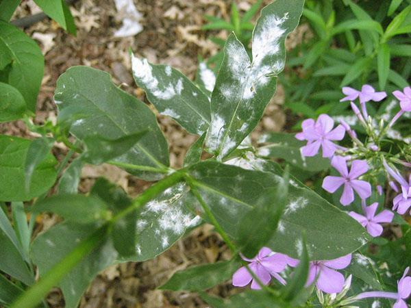 mildiú polvoriento en phlox