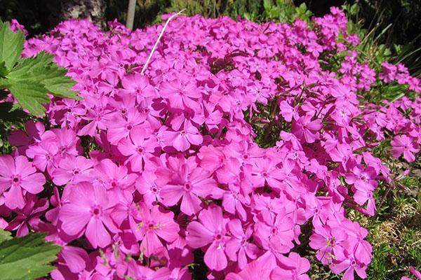 de quoi sont malades les phlox et comment les traiter