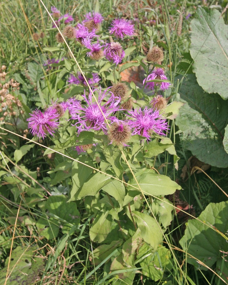 propriétés utiles du bleuet phrygien