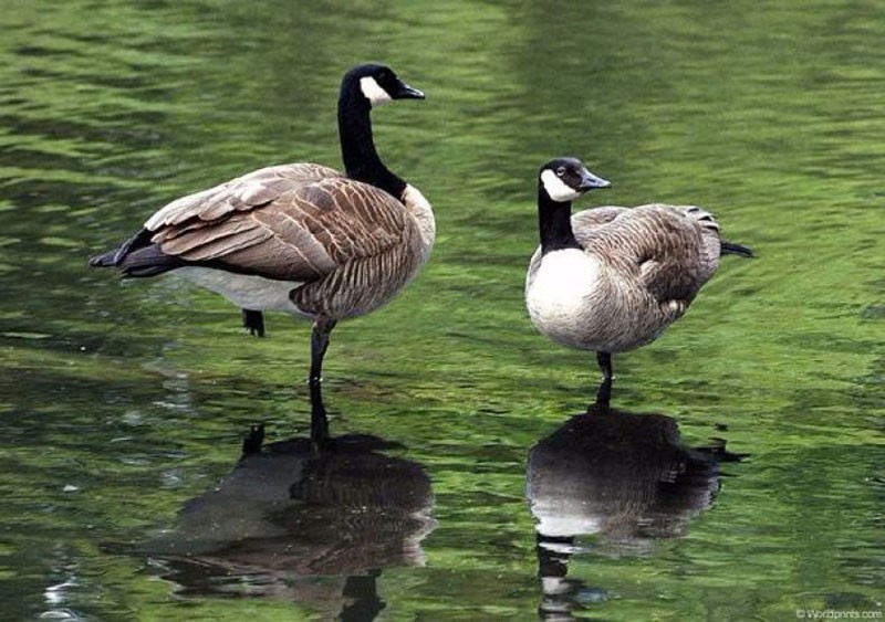 habitat de l'oie sauvage