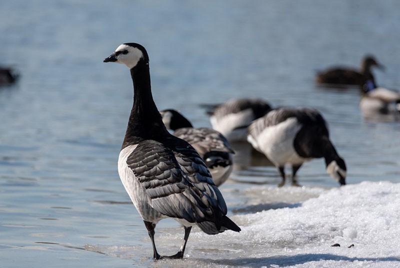 espèces d'oies dans la nature