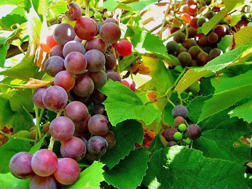 Las uvas necesitan tratamiento