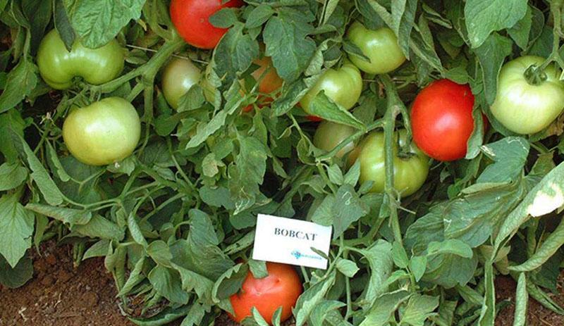 tomate de tamaño insuficiente