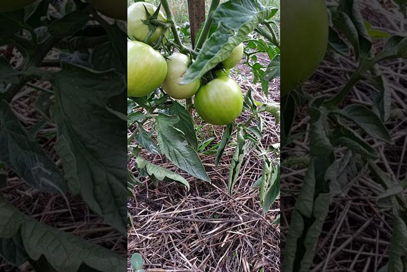 variedad de tamaño insuficiente