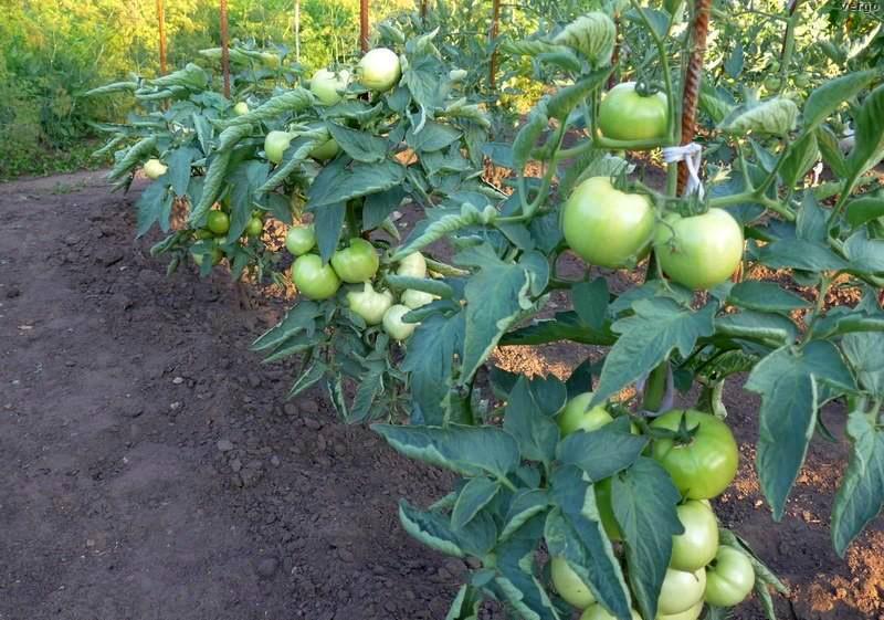 Cultivo de tomate lince en campo abierto
