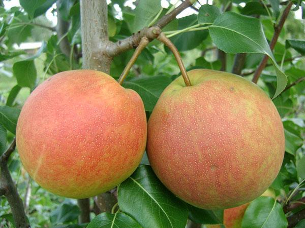 fruits de la variété Otradnenskaya