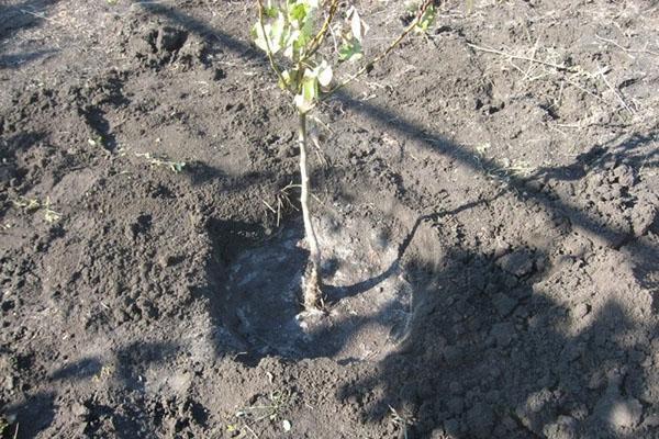 arroser le plant de poire