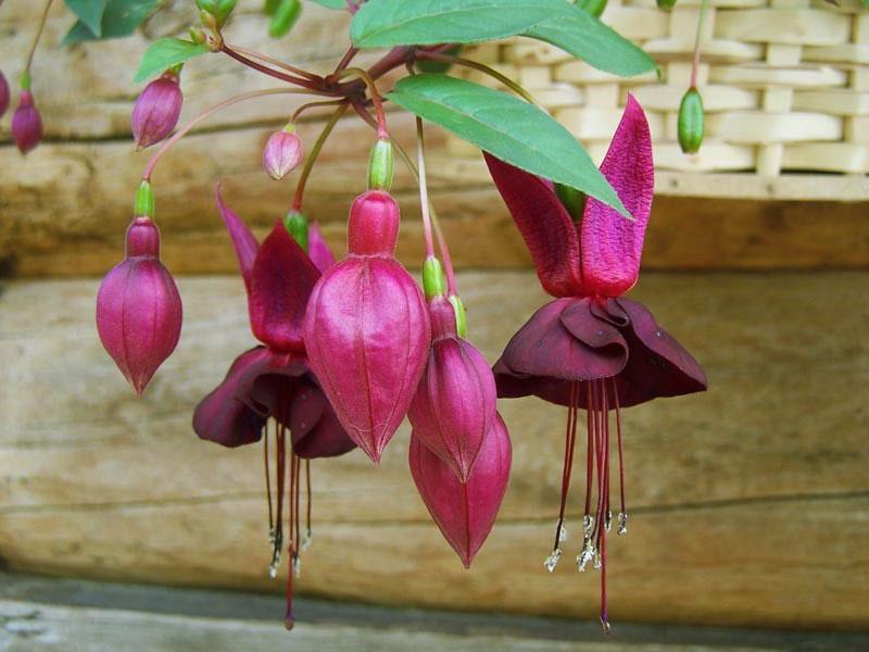 fuchsia hybride