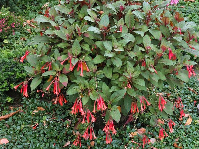 fuchsia à trois feuilles