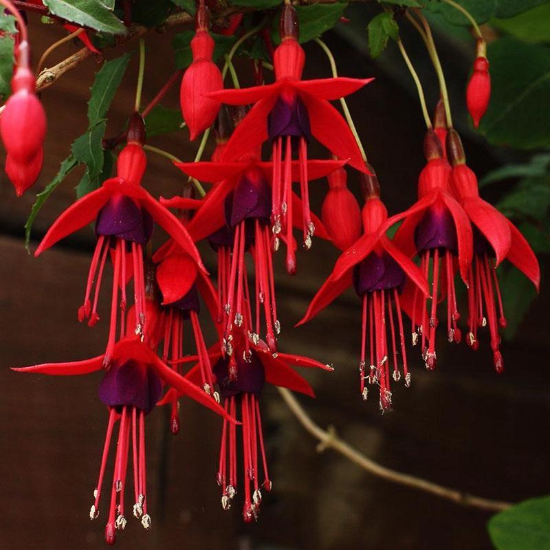 fuchsia fin