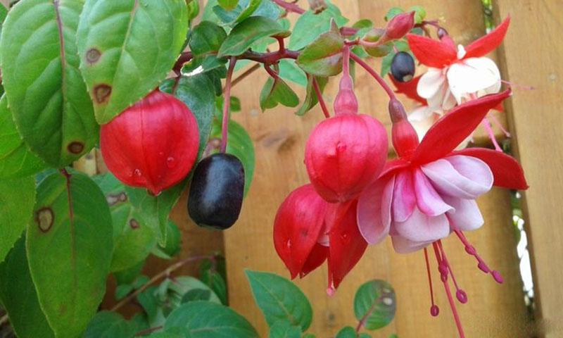 fleurs et fruits fuchsia