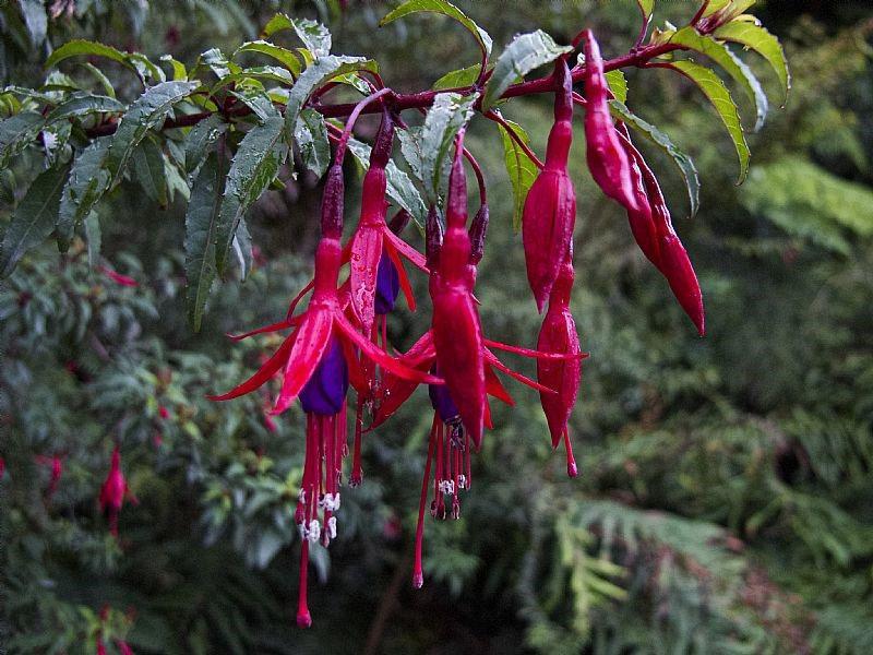 fuchsia magellanique