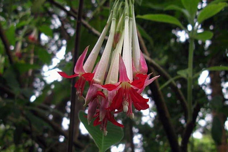 fucsia boliviano