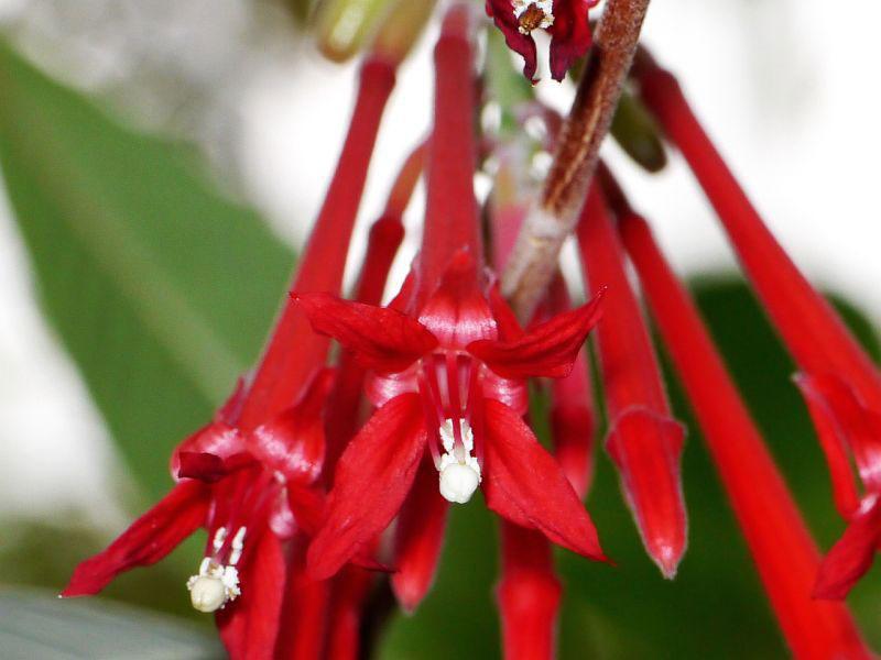 Fuchsia corymbe