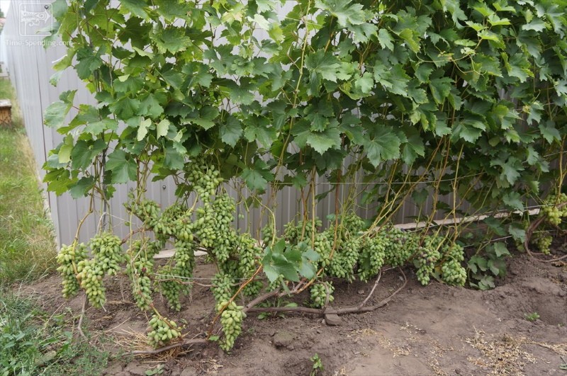 buisson de raisin roméo