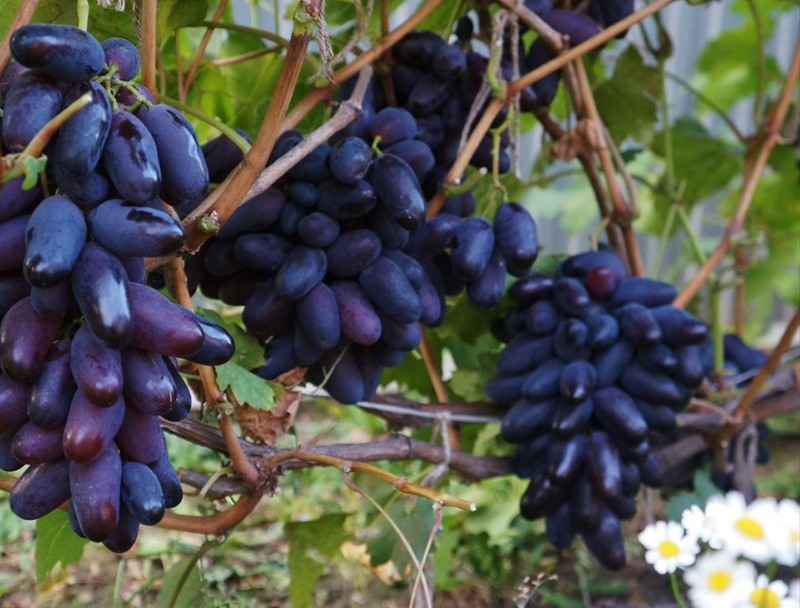 raisins roméo