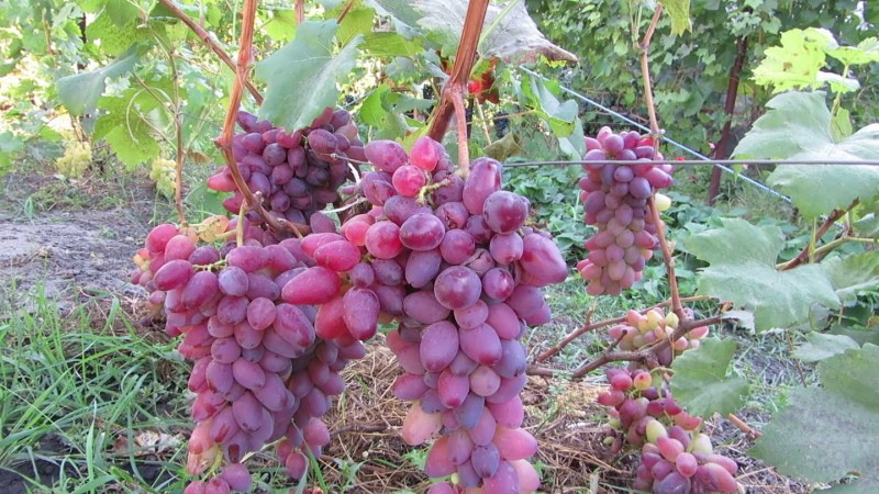 Avantages et inconvénients des raisins Roméo