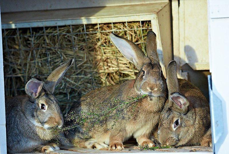 quoi nourrir les lapins pour une bonne nutrition