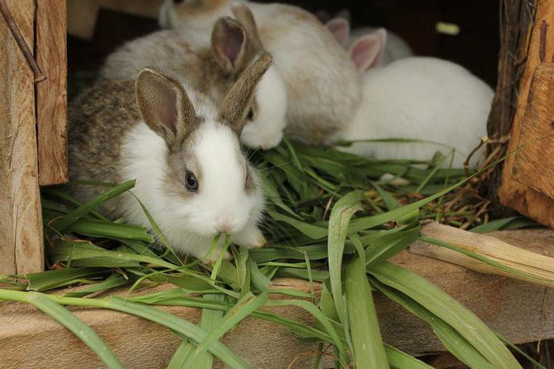 comment nourrir les lapins selon la saison