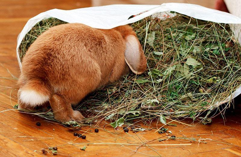 foin dans l'alimentation des lapins