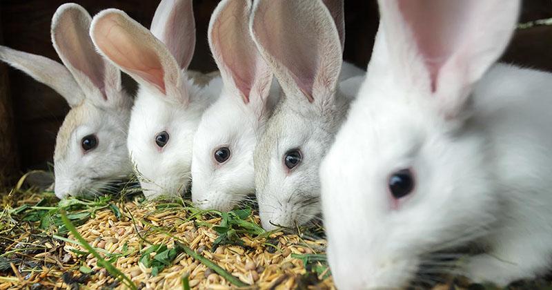 céréales en nutrition