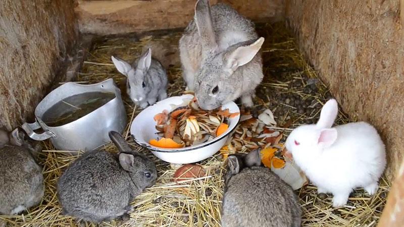 dieta de conejo