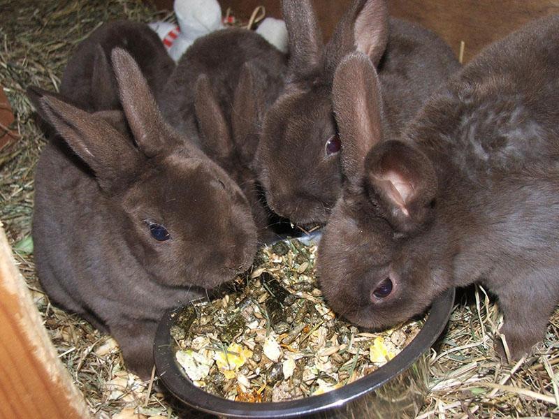 que alimentar a los conejos