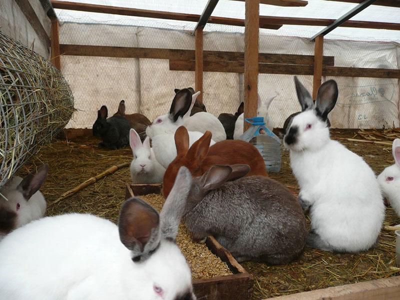 lapins en bonne santé