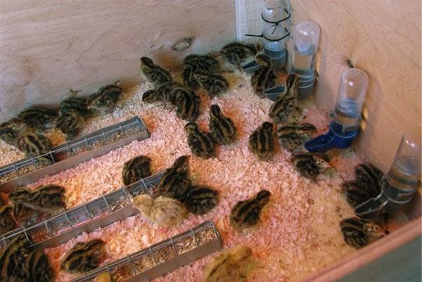 El primer alimento para los pollitos son los huevos duros con cáscara triturada.