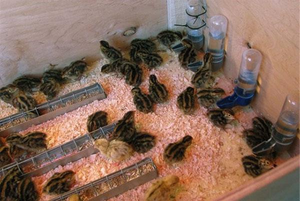 Le premier aliment pour poussins est constitué d'œufs à la coque avec des coquilles broyées