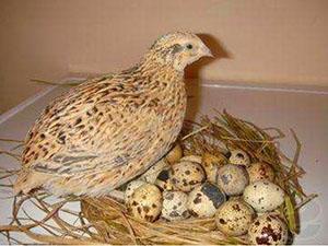 Gallina ponedora de codorniz