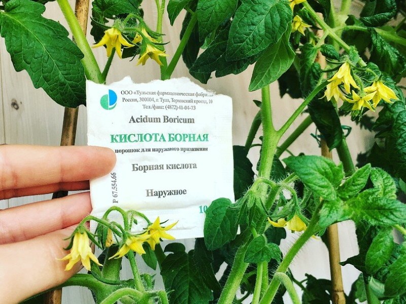 pourquoi nourrir les tomates pendant la floraison