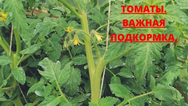 de quels engrais les tomates ont-elles besoin pendant la floraison