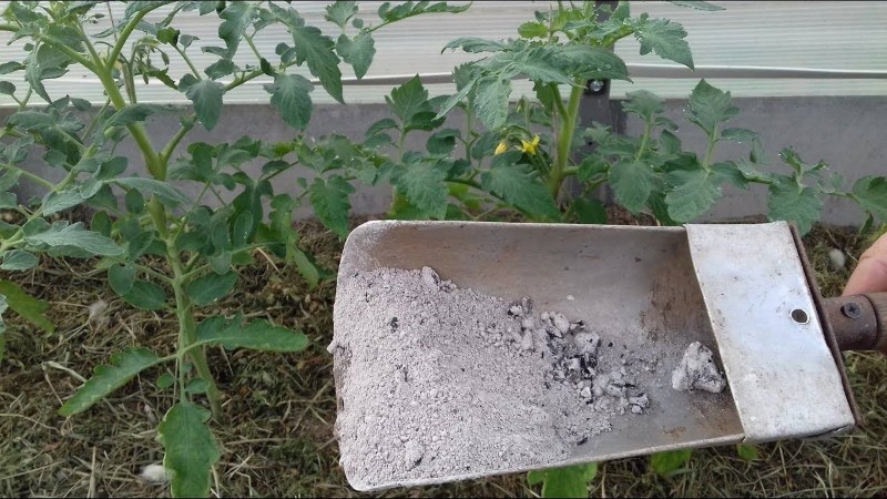 ceniza de madera para la alimentación de tomates