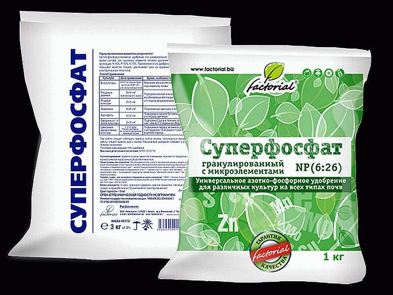 superphosphate pour nourrir les tomates